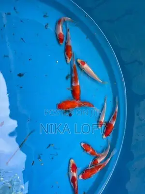 Koi Tosai Fish