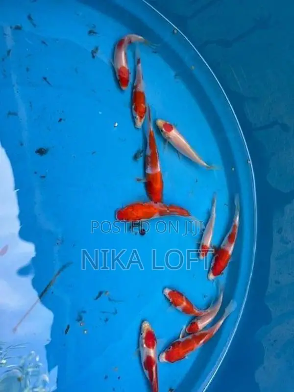 Koi Tosai Fish