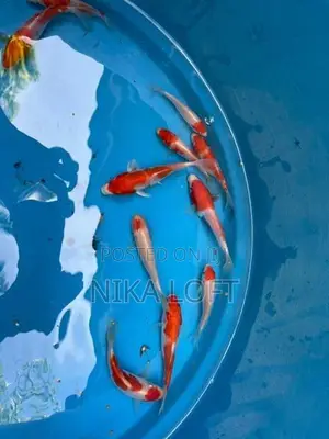 Koi Tosai Fish
