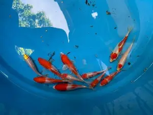 Koi Tosai Fish