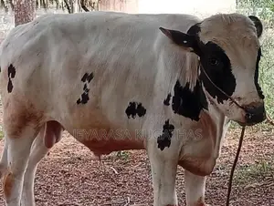 Nampan Maadu