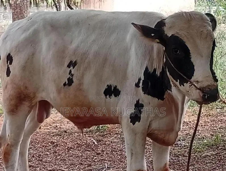 Nampan Maadu