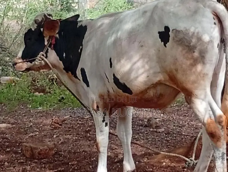 Nampan Maadu