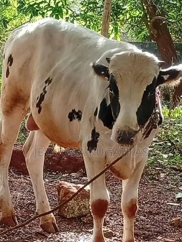 Nampan Maadu