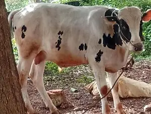 Nampan Maadu