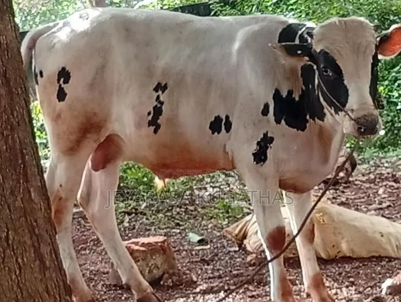 Nampan Maadu