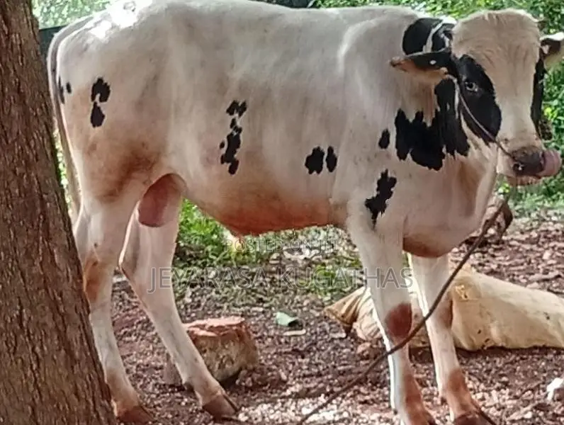 Nampan Maadu