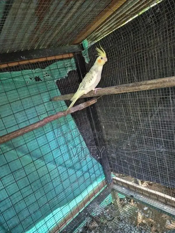 Cockatiel Bird