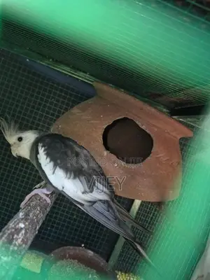 Cockatiel Bird
