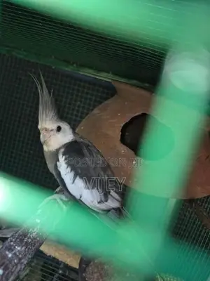Cockatiel Bird