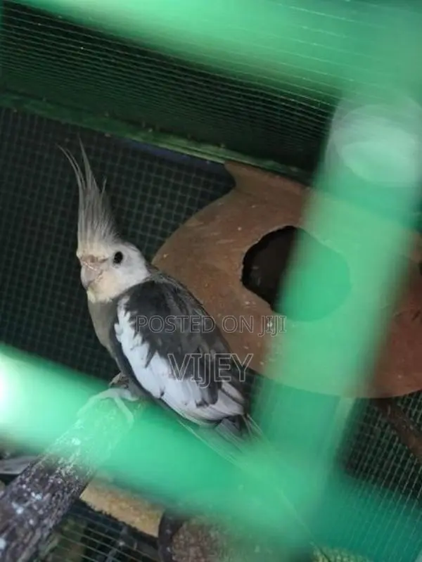Cockatiel Bird