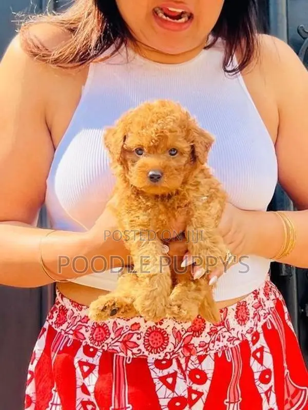 Toy Poodles