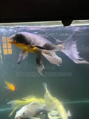 Whale Tail Carp Fish