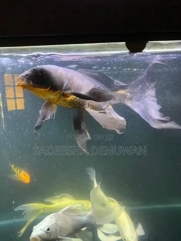 Whale Tail Carp Fish