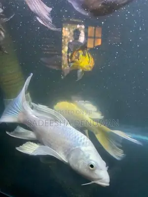 Whale Tail Carp Fish