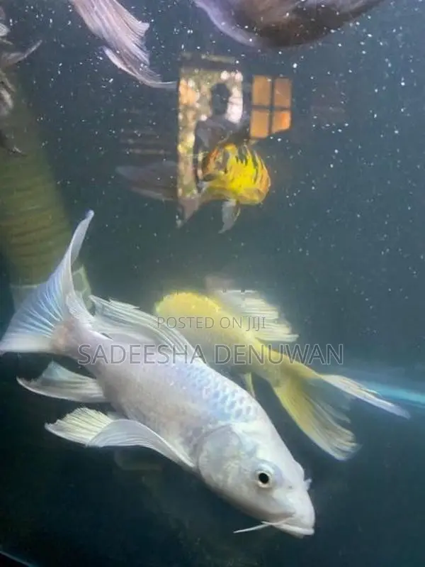 Whale Tail Carp Fish