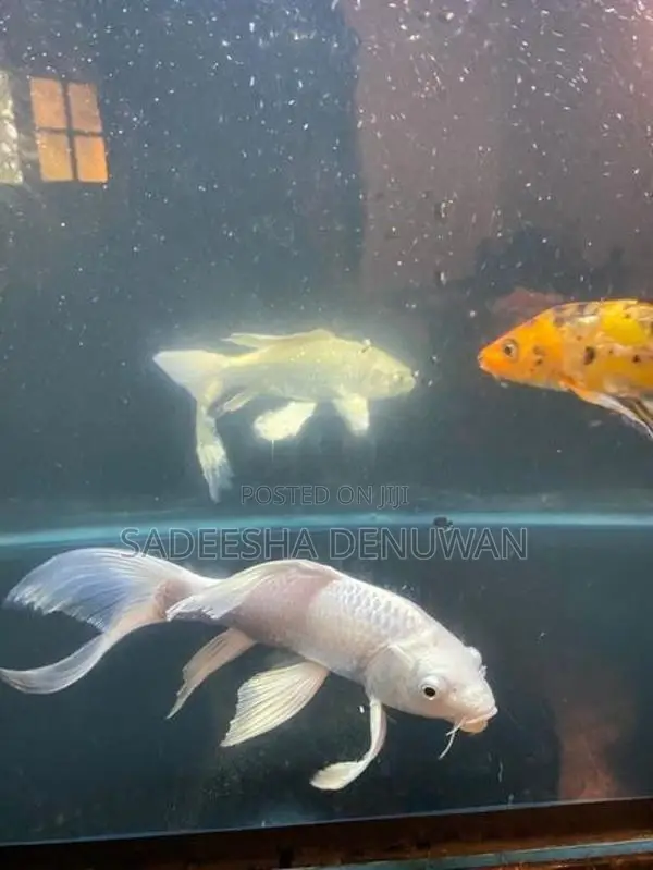 Whale Tail Carp Fish