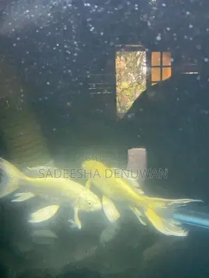 Whale Tail Carp Fish