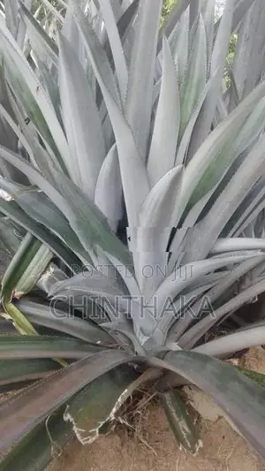 Pineapple Plants