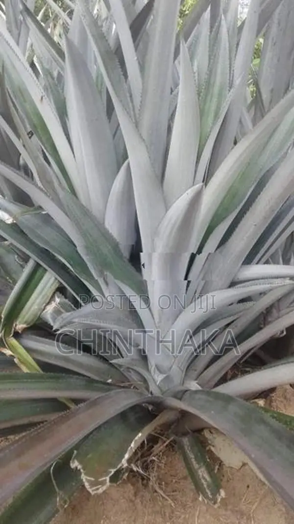 Pineapple Plants
