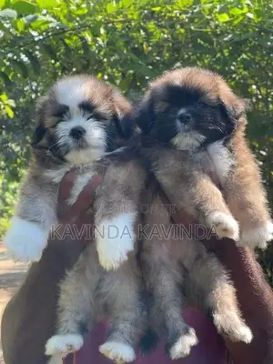 Shih Tzu Puppies