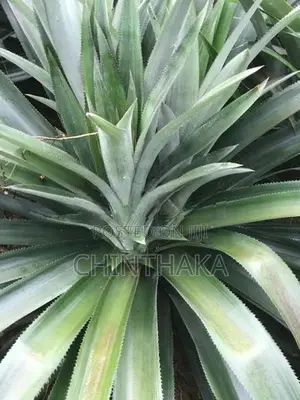 Pineapple Plants