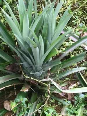 Pineapple Plants