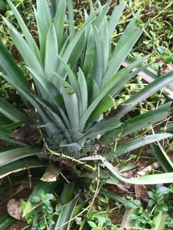 Pineapple Plants