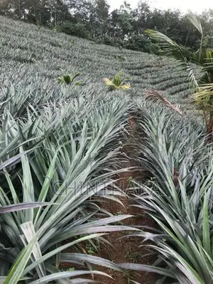 Pineapple Plants