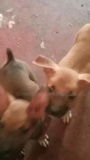 American Bully Puppies