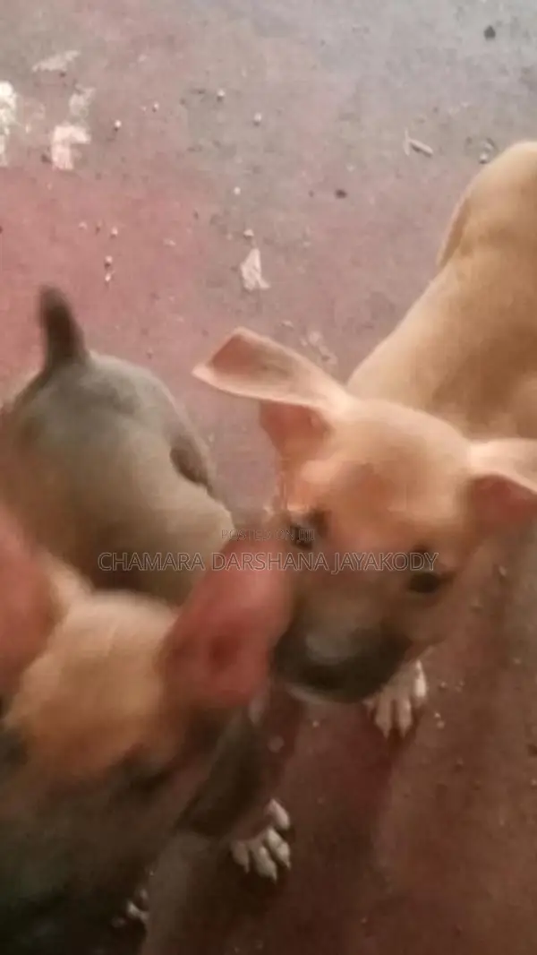 American Bully Puppies
