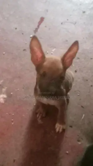 American Bully Puppies