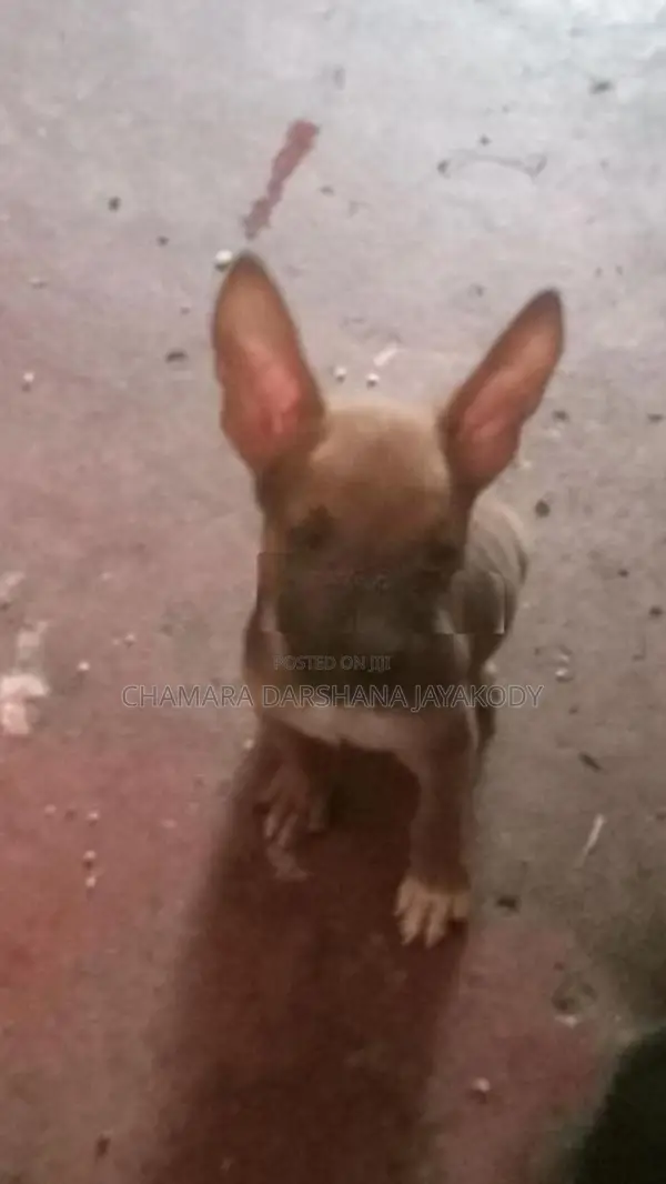 American Bully Puppies