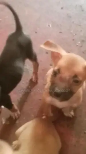 American Bully Puppies