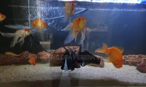 Gold Fish