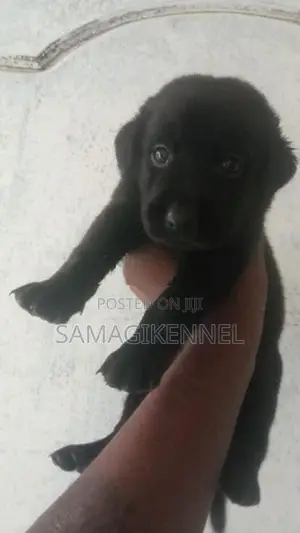 Labrador Male Puppy