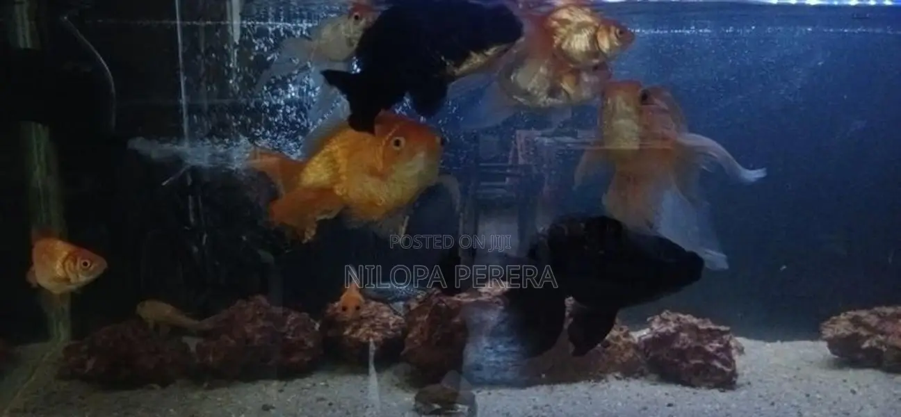 Gold Fish