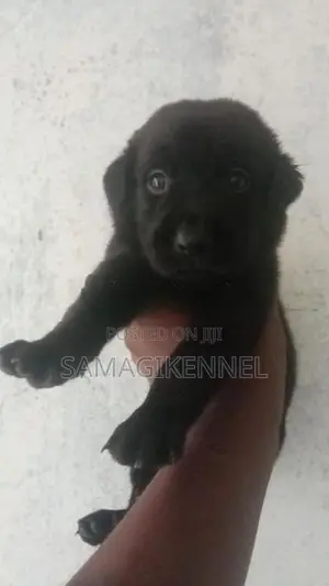 Labrador Male Puppy
