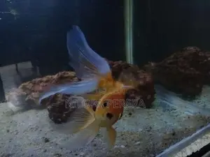 Gold Fish