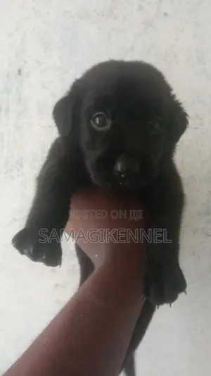Labrador Male Puppy