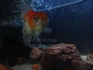 Gold Fish