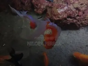 Gold Fish