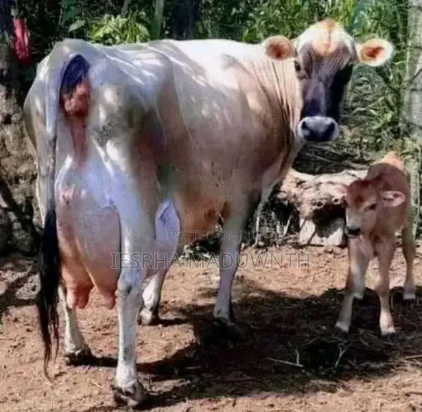 Jersey Cow