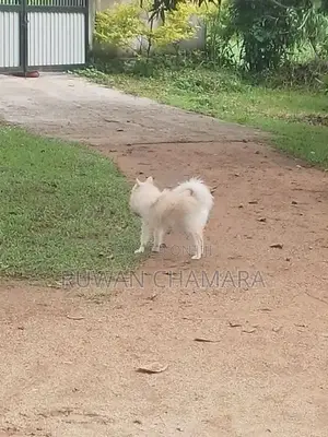 Pomeranian Dog