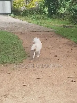 Pomeranian Dog