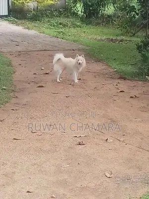 Pomeranian Dog