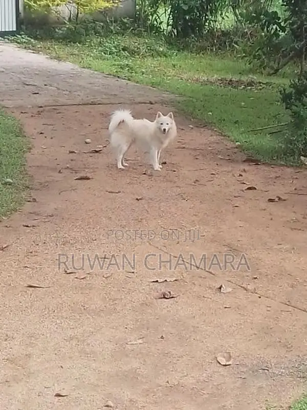 Pomeranian Dog