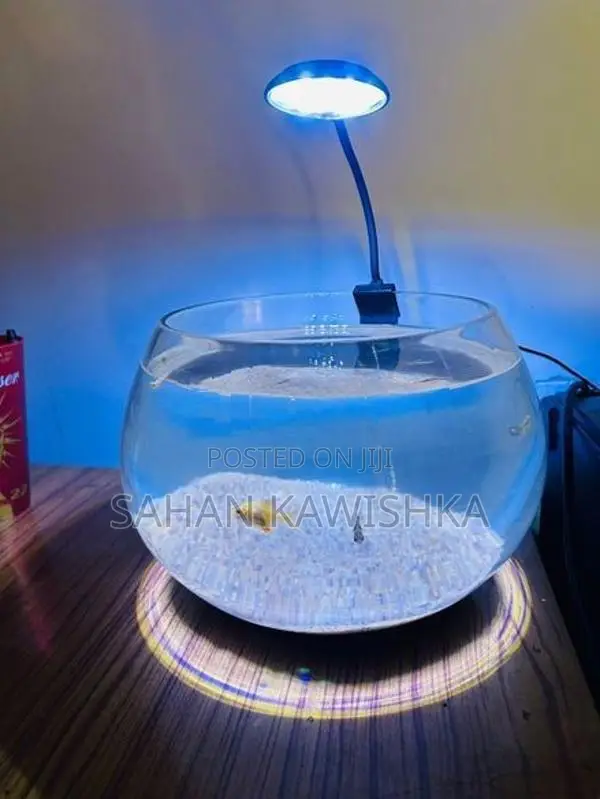 Bowl Fish Tank with Led Light