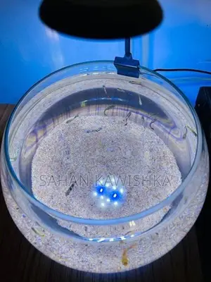Bowl Fish Tank with Led Light