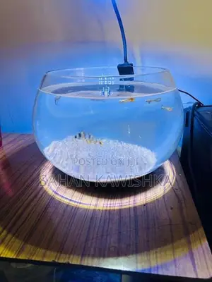 Bowl Fish Tank with Led Light